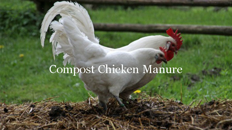 Premium Organic Poultry Fertilizer